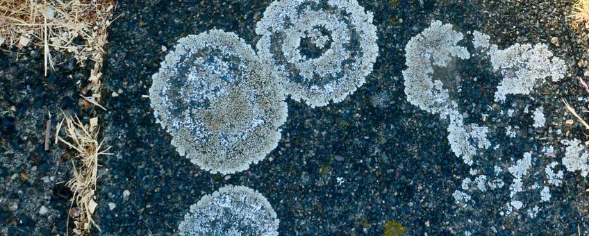 Korstmos langs de Zaan