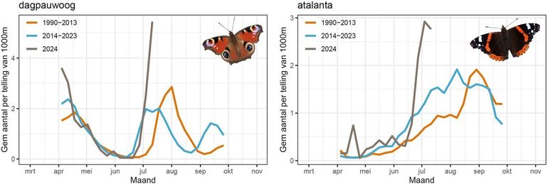 In de voorlopige gegevens van het meetnet vlinders zien we een sterke toename van dagpauwoog en atalanta in de telroutes