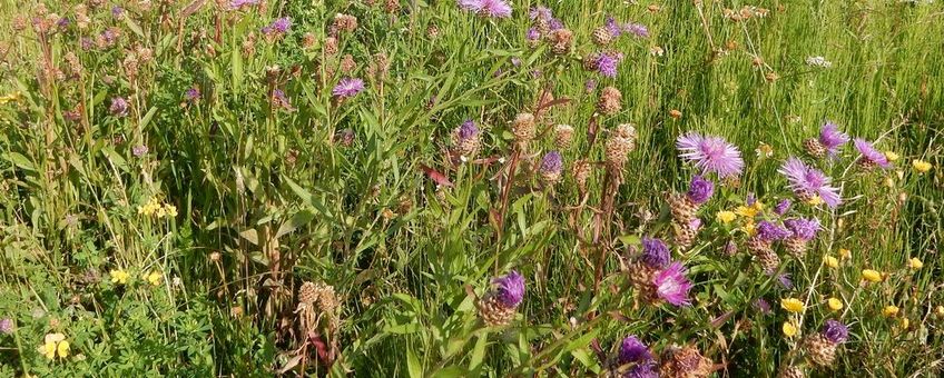 Een bloemrijke bermvegetatie is gebaat bij een uitgekiend beheer