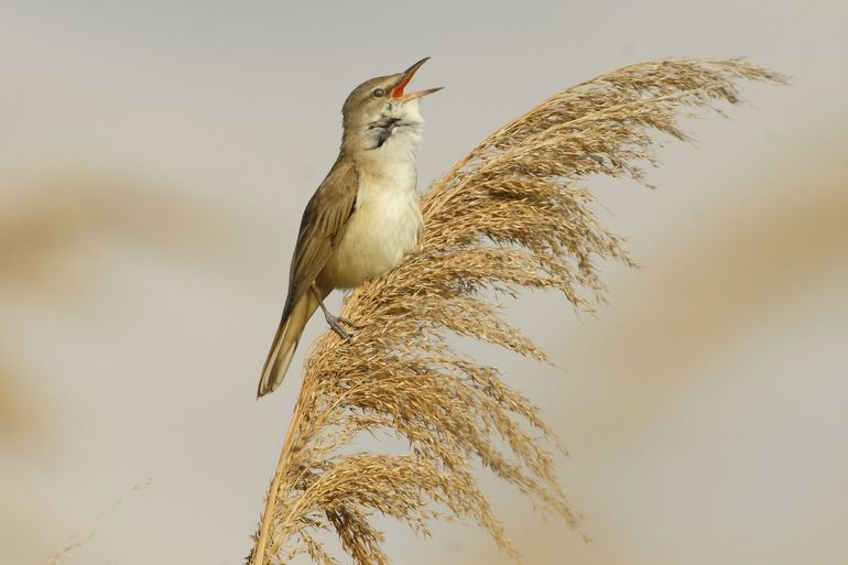 Met Beschermingsproject grote karekiet wordt het leefgebied voor deze soort verbeterd, het draagvlak voor herstel van moeras en rietkragen vergroot en onderzocht of de genomen beschermingsmaatregelen werken