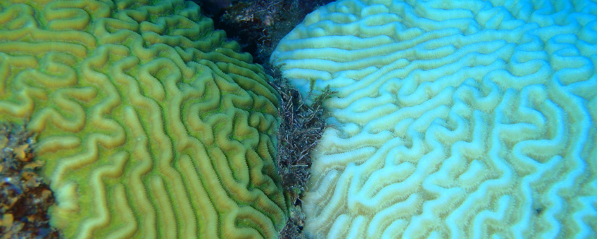 New study: Coral bleaching increases disease risk in threatened