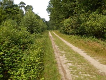 Mogelijk leefgebied van bruine eikenpage: open bospad (Boshuizerbergen)