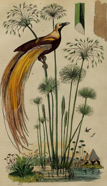 Paradijsvogel op papyrusplant