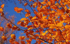 Derek Ramsey Beuk, herfstkleuren, GNU Free Documentation License