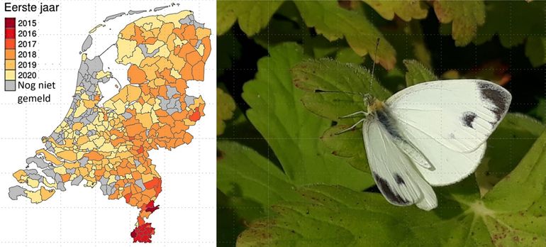 De verovering van Nederland door het scheefbloemwitje, jaar van verschijnen per gemeente