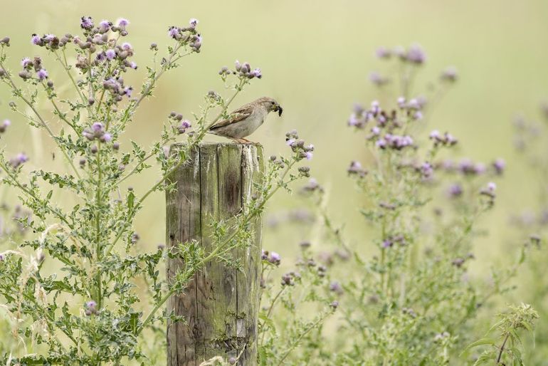 Door de drastische afname van insecten – het hoofdvoedsel van jonge mussen – wordt het voor de huismus steeds moeilijker om zijn jongen groot te brengen