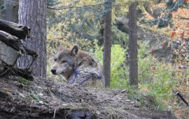 BIJ12 Een wolf in zijn leefgebied