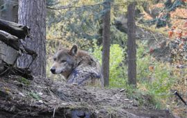 Een wolf in zijn leefgebied