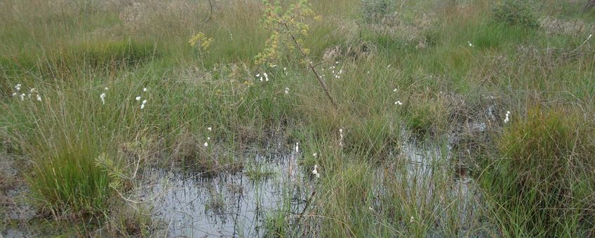 Wooldse veen in Winterswijk