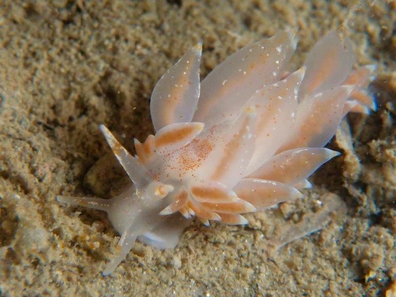 Bleke knuppelslak Eubranchus pallidus, Oosterschelde, 2012. Deze gepigmenteerde vorm heeft oranje vlekken op zowel het lichaam als de cerata. Verder is het wit-oranje-wit patroon in de toppen van de cerata duidelijk te zien 