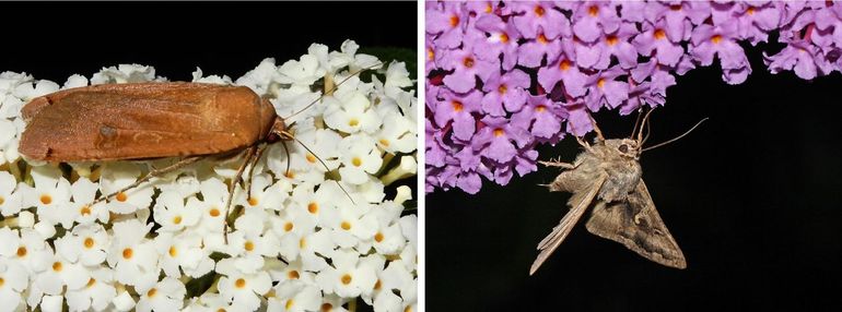Nachtvlinders: huismoeder (links) en gamma-uil (rechts) op vlinderstruik