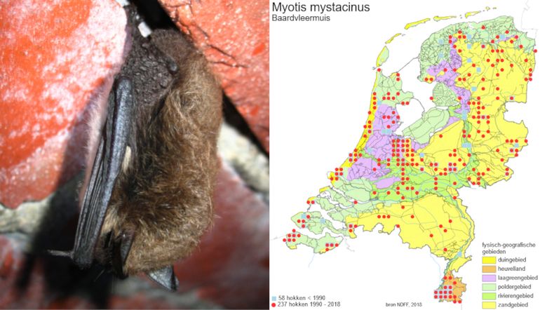 Van baardvleermuizen is nog zo weinig bekend dat iedere beschikbare zomerwaarneming direct bijdraagt aan een betere toepassing van de wettelijk bescherming in natuurtoetsen