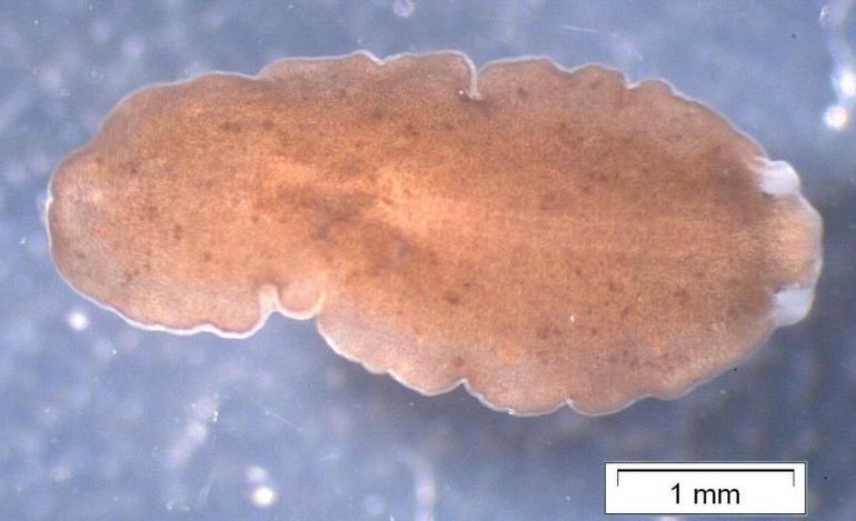 De voorkant van deze schele engerd zit rechts, waar je twee ogen ziet
