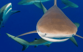 Jim Abernethy Caribbean Reef Sharks
