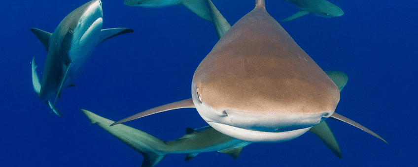 Caribbean Reef Sharks