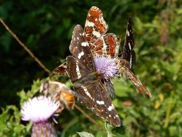 Als er te weinig bloeiende planten zijn, wordt het dringen voor een slokje nectar