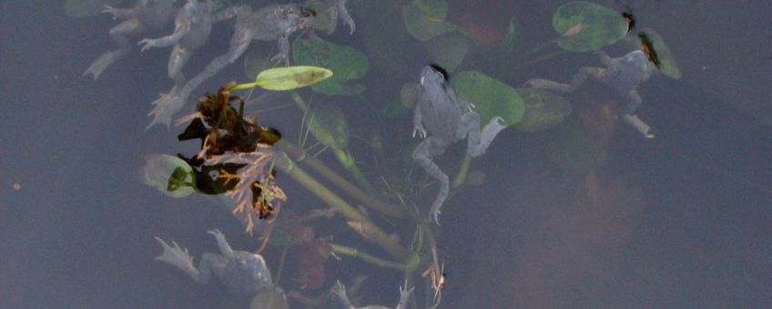 dode opgeblazen bruine kikkers drijvend in de vijver