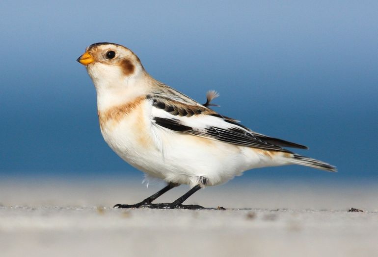 Sneeuwgorzen zijn vaak te vinden op het strand