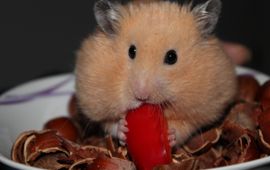 Pixabay Syrian hamster, goudhamster