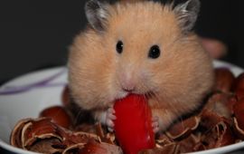 Syrian hamster, goudhamster