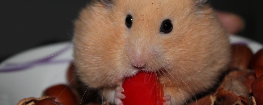 Syrian hamster, goudhamster