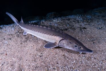 Europese Atlantische steur, foto gemaakt in Diergaarde Blijdorp