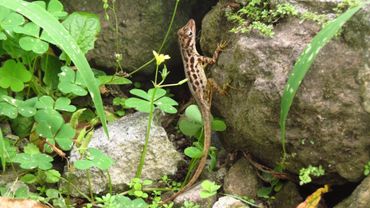 Important food source for racers on Saba – the endemic Anolis sabanus