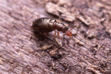 Salpingidae (Salpingus planirostris)