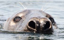 Peter H. van Bragt Zeehond bij Brouwersdam, Grevelingenmeer 2011