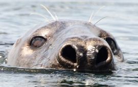 Zeehond bij Brouwersdam, Grevelingenmeer 2011