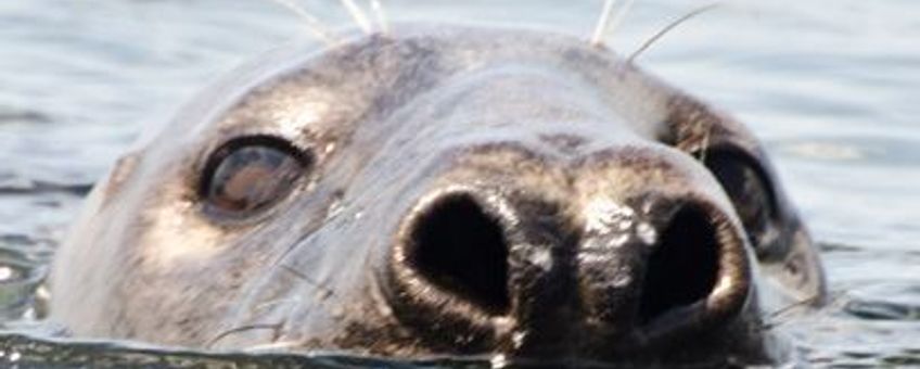 Zeehond bij Brouwersdam, Grevelingenmeer 2011