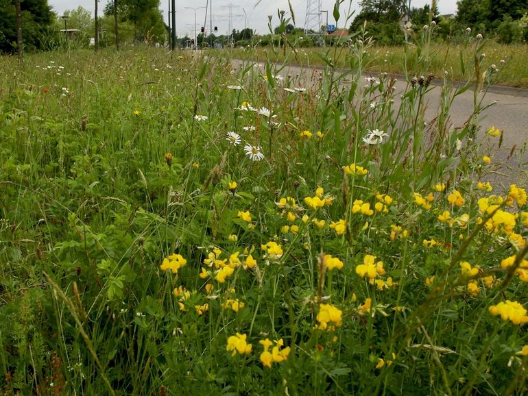 Bloemrijke bermen zijn belangrijk als leefgebied en verbindingsbaan voor veel soorten