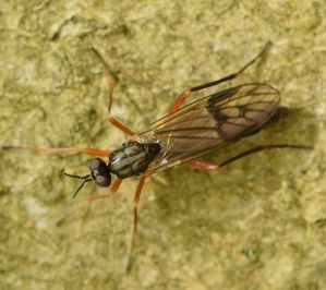 De loofhoutvlieg (Xylophagus ater) lijkt met de lange antenne op een sluipwesp