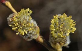 Salix caprea. Boswilg