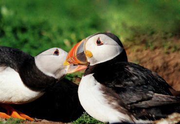 A puffin pair