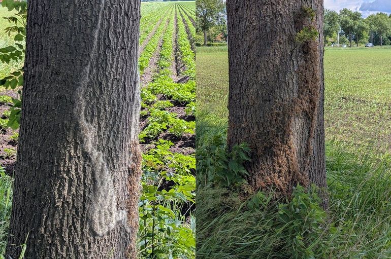 Eikenprocessierupsen naast een akker met aardappels (links) en mais (rechts)