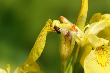 Gele lis met trage rietkevers