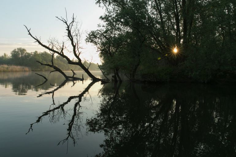 Zonsopkomst in de Biesbosch