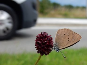 De enige populatie van donker pimpernelblauwtje in Nederland bevindt zich in een wegberm