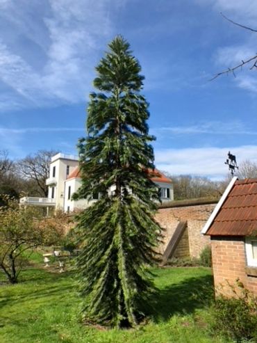 De Wollemi pine in de tuin