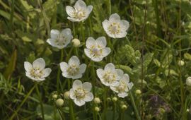 Saxifraga Jan van der Straaten Parnassia Bij deze parnasiabloemen zijn al veel witte meeldraden omhoog gebogen