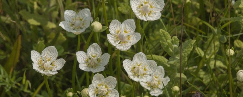 Parnassia Bij deze parnasiabloemen zijn al veel witte meeldraden omhoog gebogen