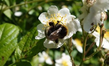 Tuinhommel op Rosa multiflora, Botanische Tuin Hortus Nijmegen