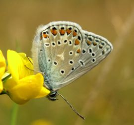 Polyommatus icarus. Icarusblauwtje