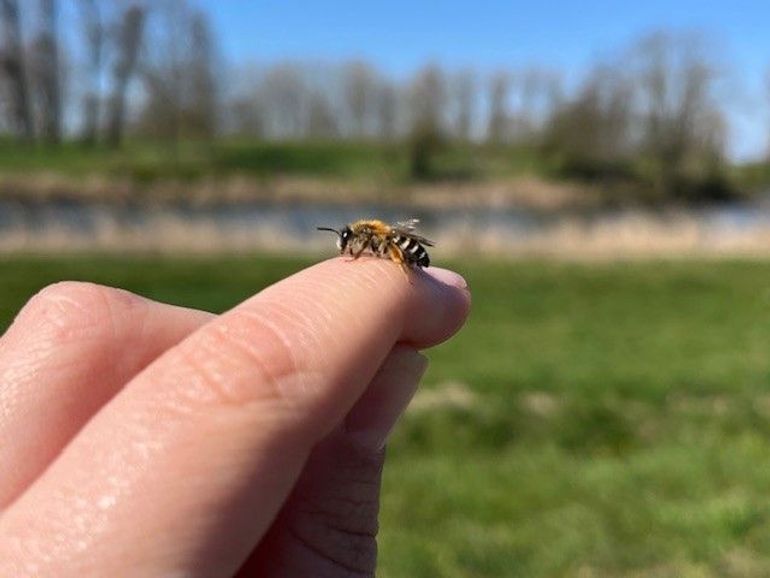 Weidebij met op de achtergrond Fort bij Nigtevecht. De weidebij maakt dankbaar gebruik van de aanwezige taluds en paardenbloemen op de forten