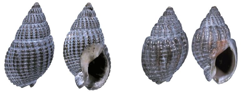 Strandfossielen. Oude, door mineralen in de bodem blauwzwart verkleurde huisjes van de Hollandse kust. Links: de Gevlochten fuikhoren (Tritia reticulata), rechts: de Grofgeribde fuikhoren (Tritia nitida) met gewoonlijk bredere dwarsribben