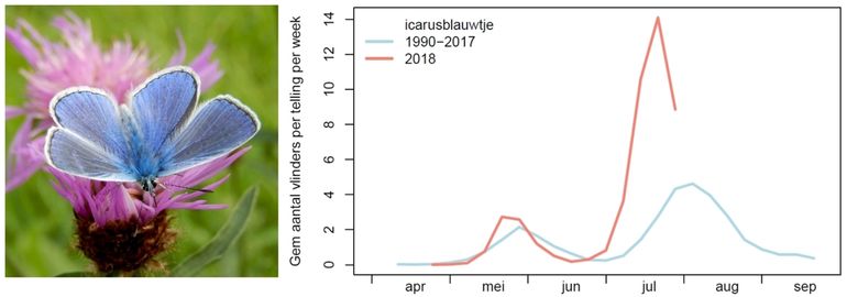 De aantallen icarusblauwtjes in de routes (voorlopige resultaten)