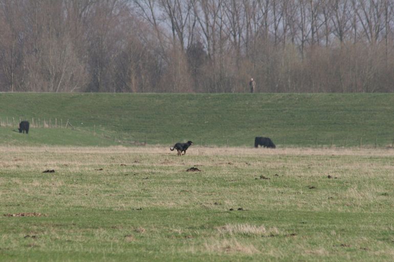 Loslopende hond rent tussen de Gallowayrunderen