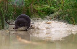 Neomys fodiens. Waterspitsmuis