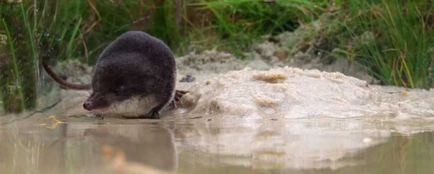 Neomys fodiens. Waterspitsmuis